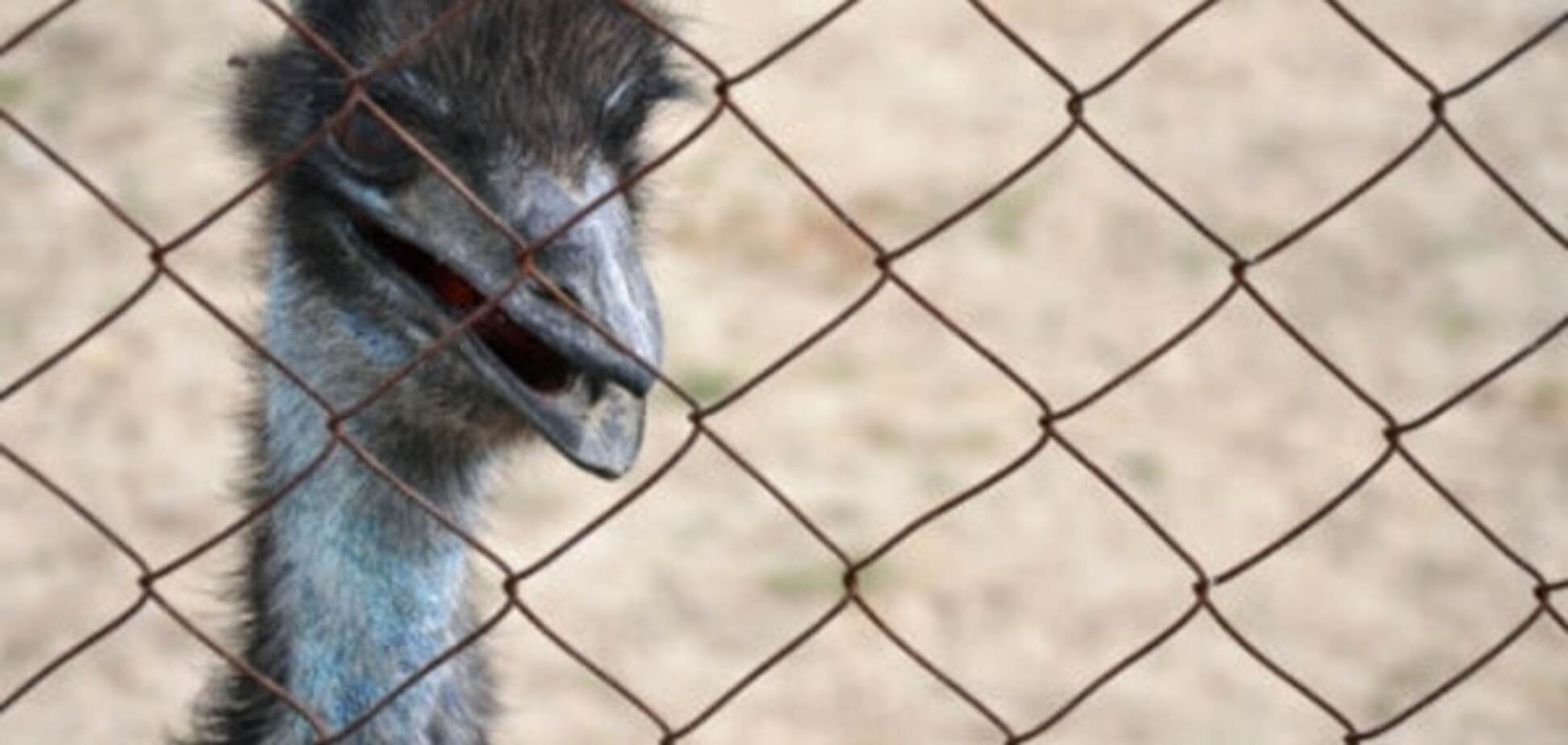 У Росії заарештували страусів за борги господаря