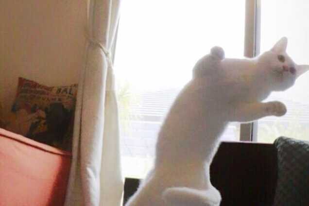 В Японии появилась первая кошка-балерина. Опубликованы фото