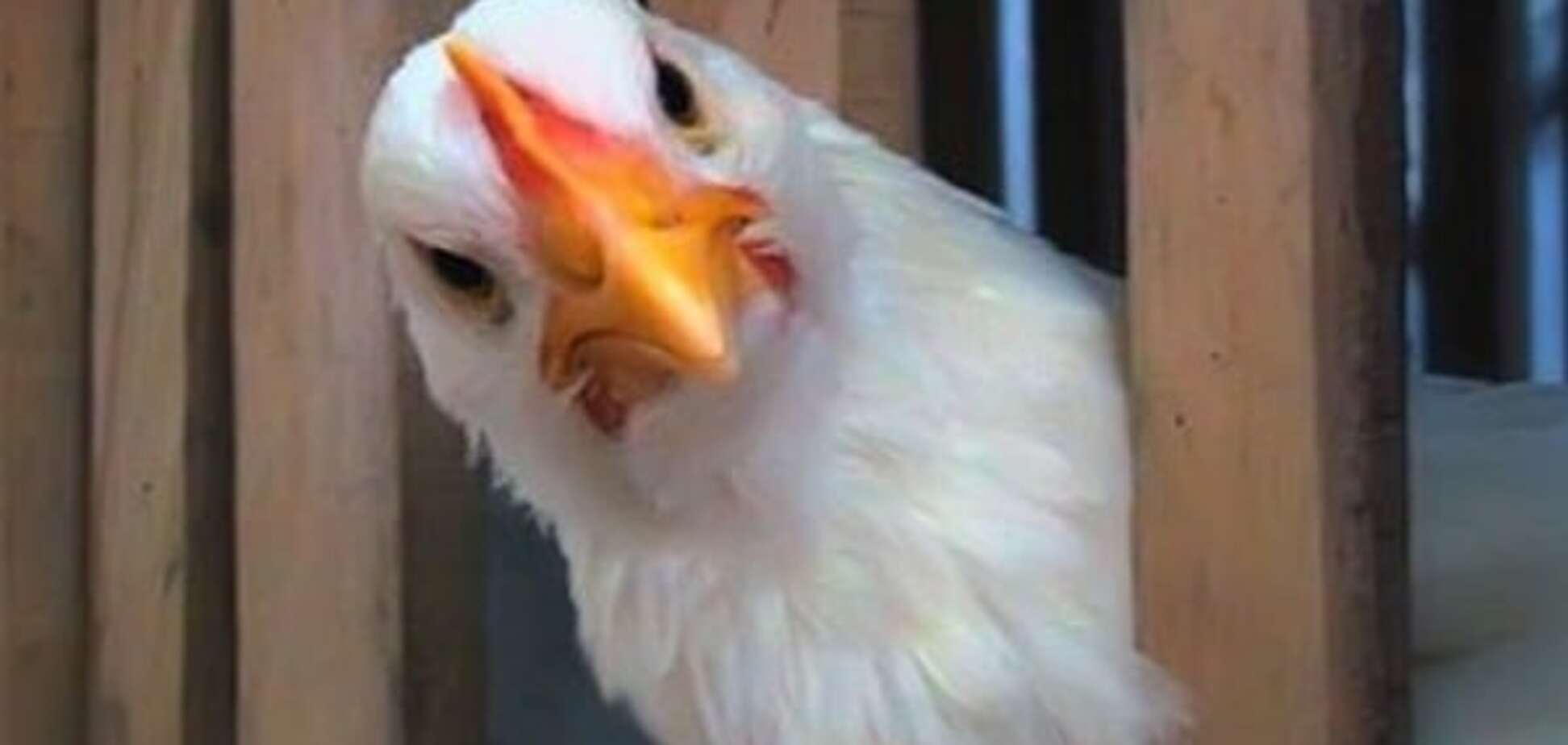 Пташиний ринок: Україна заробила $82 млн на експорті курятини