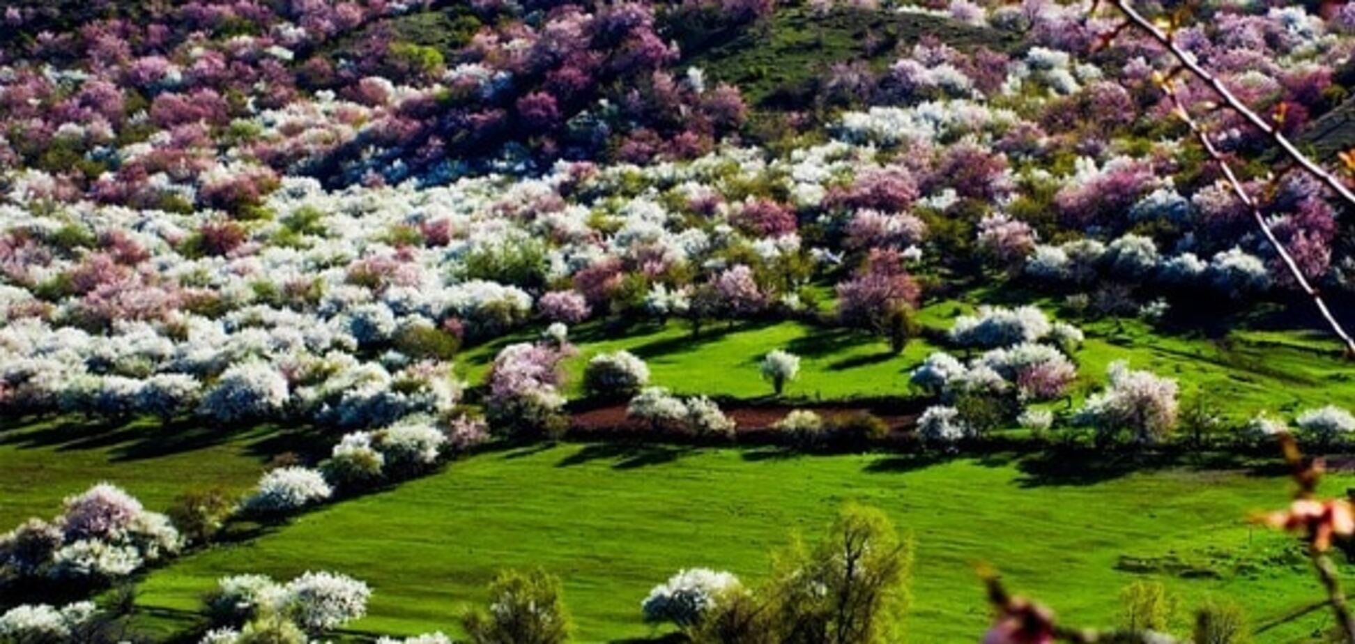 Цветение абрикоса в Китае