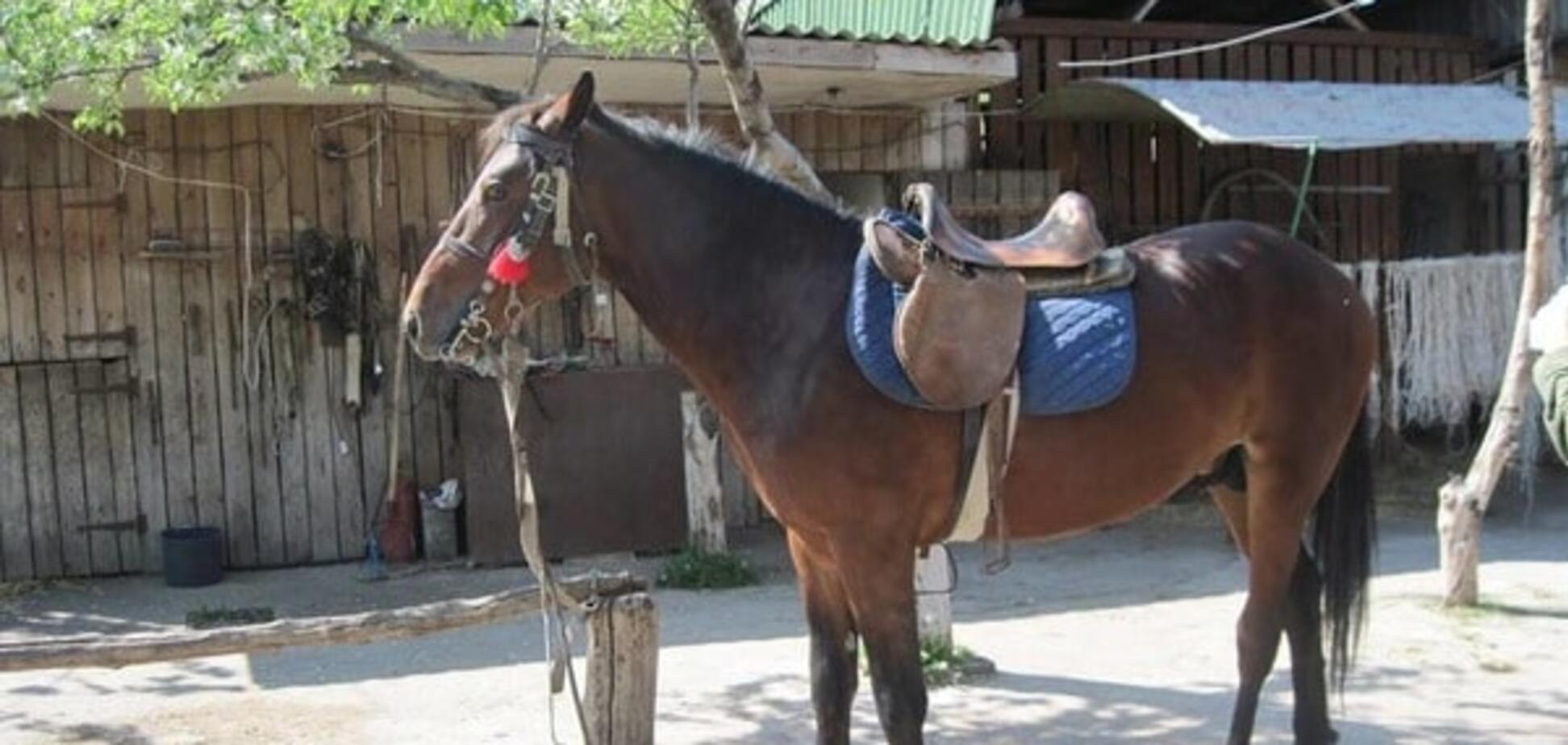 Лошадь, пострадавшая от взрыва гранаты в Кривом Роге