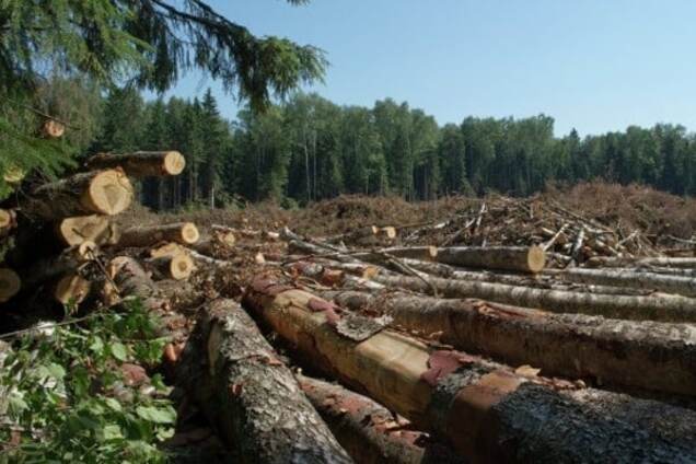 Минприроды приостановило вырубку леса в заповедниках