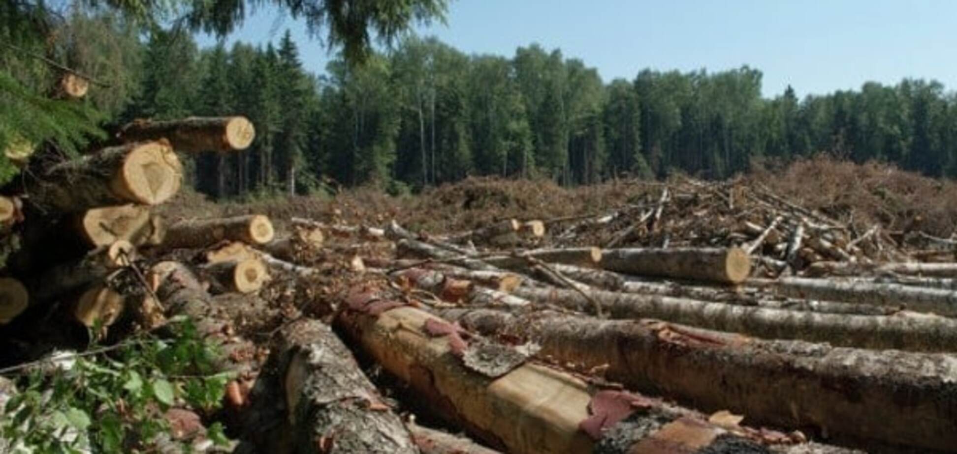 Минприроды приостановило вырубку леса в заповедниках