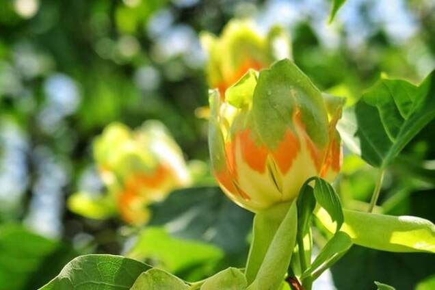 Чудо природы: в Ужгороде зацвели 'тюльпановые деревья'. Опубликованы фото