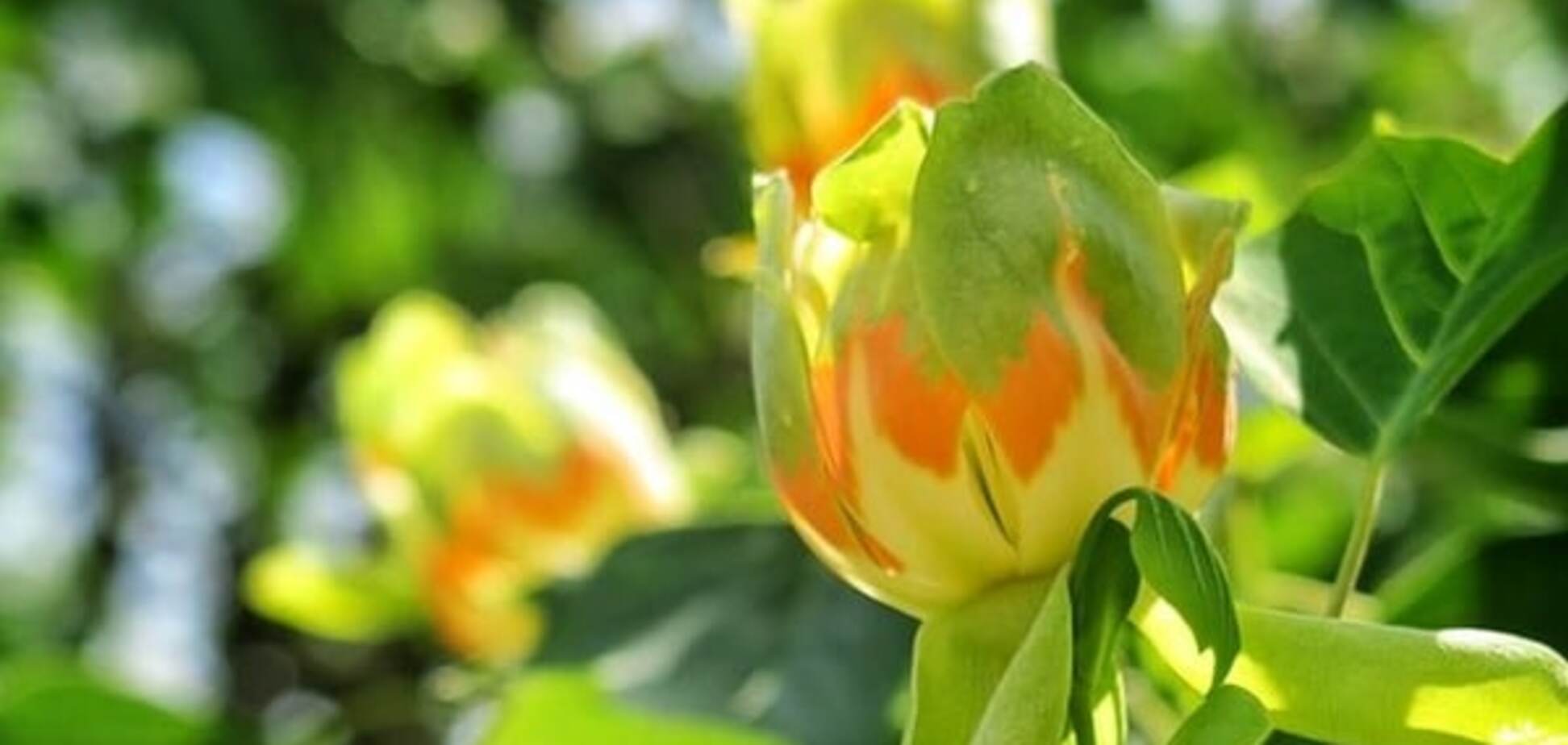 Чудо природы: в Ужгороде зацвели 'тюльпановые деревья'. Опубликованы фото