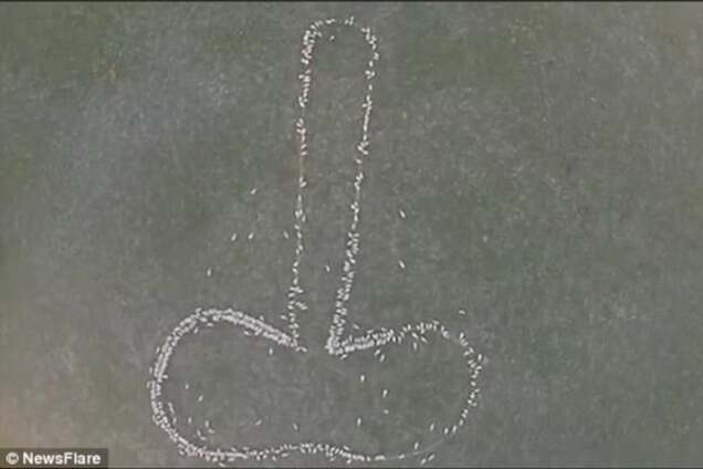 зображення фалоса