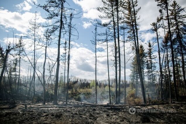 Дерево для Європи: українські ліси під загрозою знищення