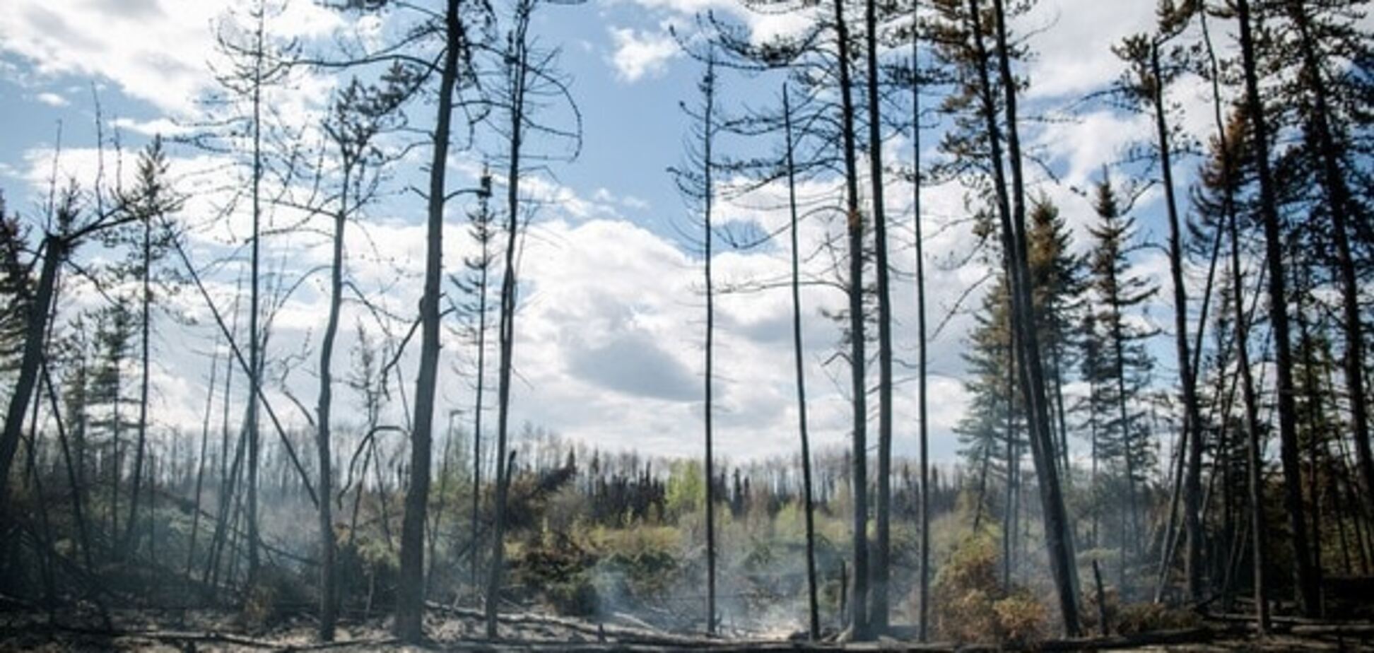 Дерево для Європи: українські ліси під загрозою знищення