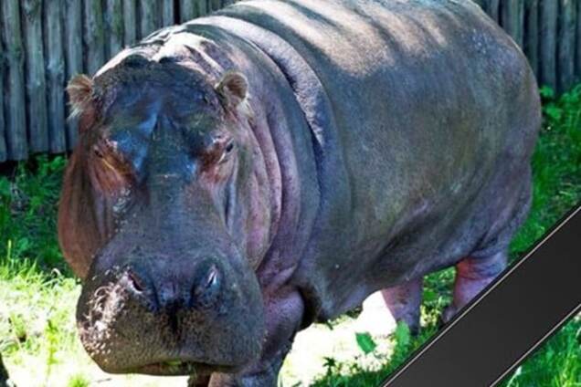 бегемотиха