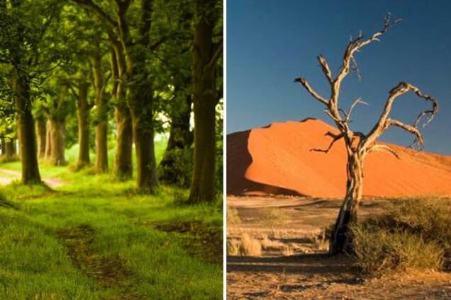 лес пустыня