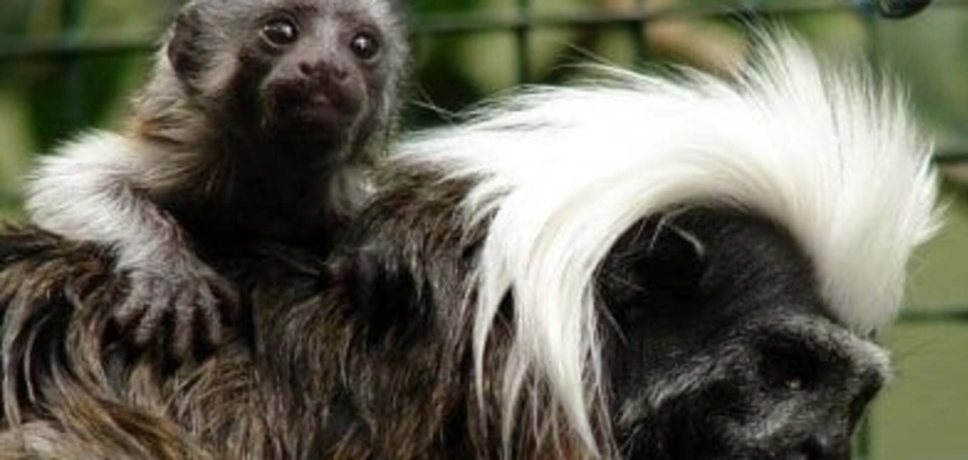 У пари мавпочок із Черкаського зоопарку народився малюк