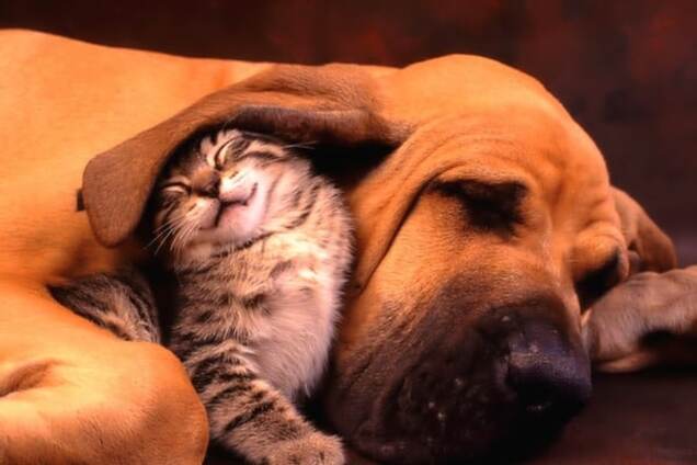 Кошки и собаки