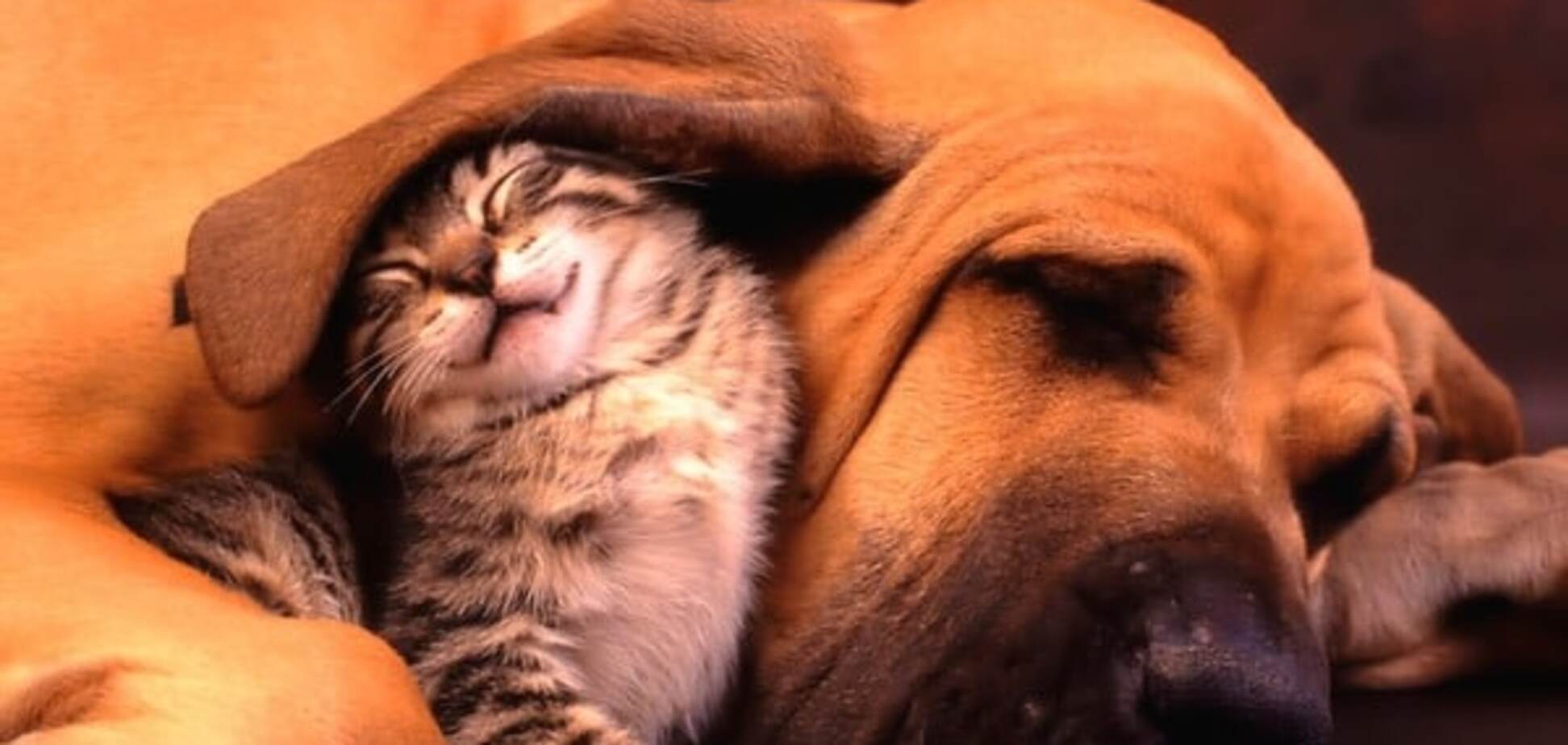 Кошки и собаки