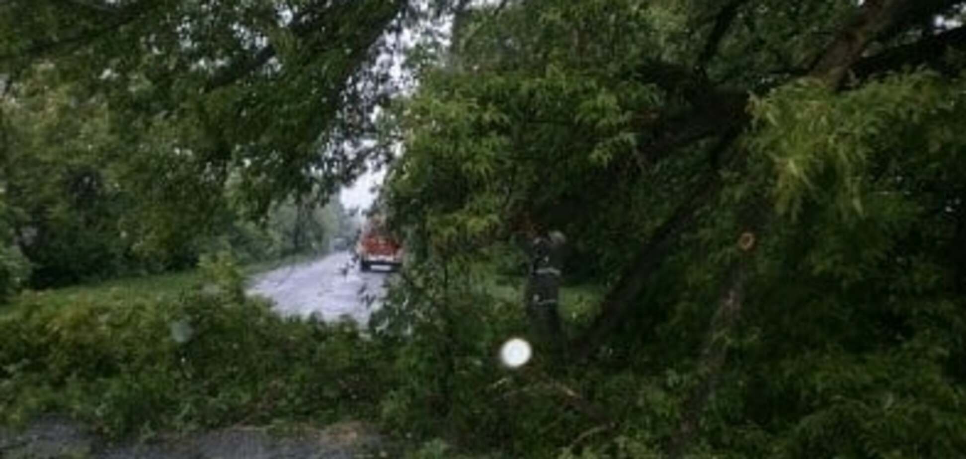 На Катеринопільщині повалене дерево перекрило автодорогу