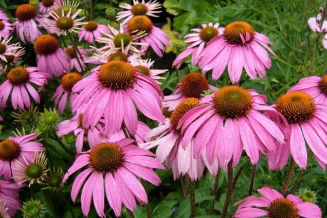 Эхинацея