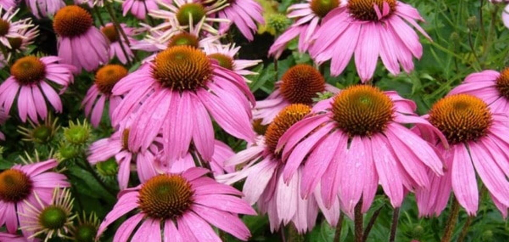Эхинацея