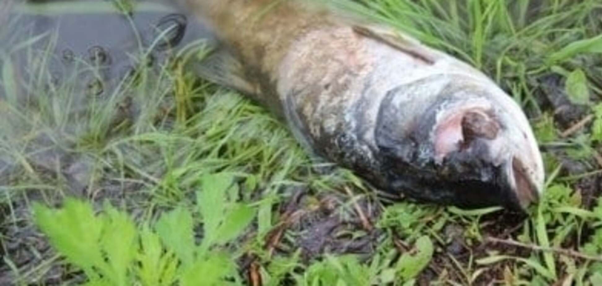 Фахівці Рибоохорони вважають, що риба у Дніпрі загинула внаслідок нерестової смертності