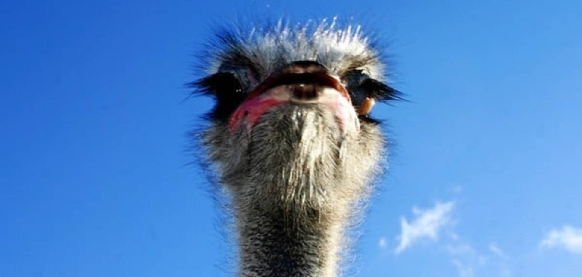 Премия Страуса