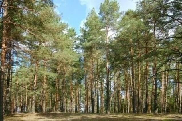 Черкаські лісівники не можуть провести санітарну вирубку лісу