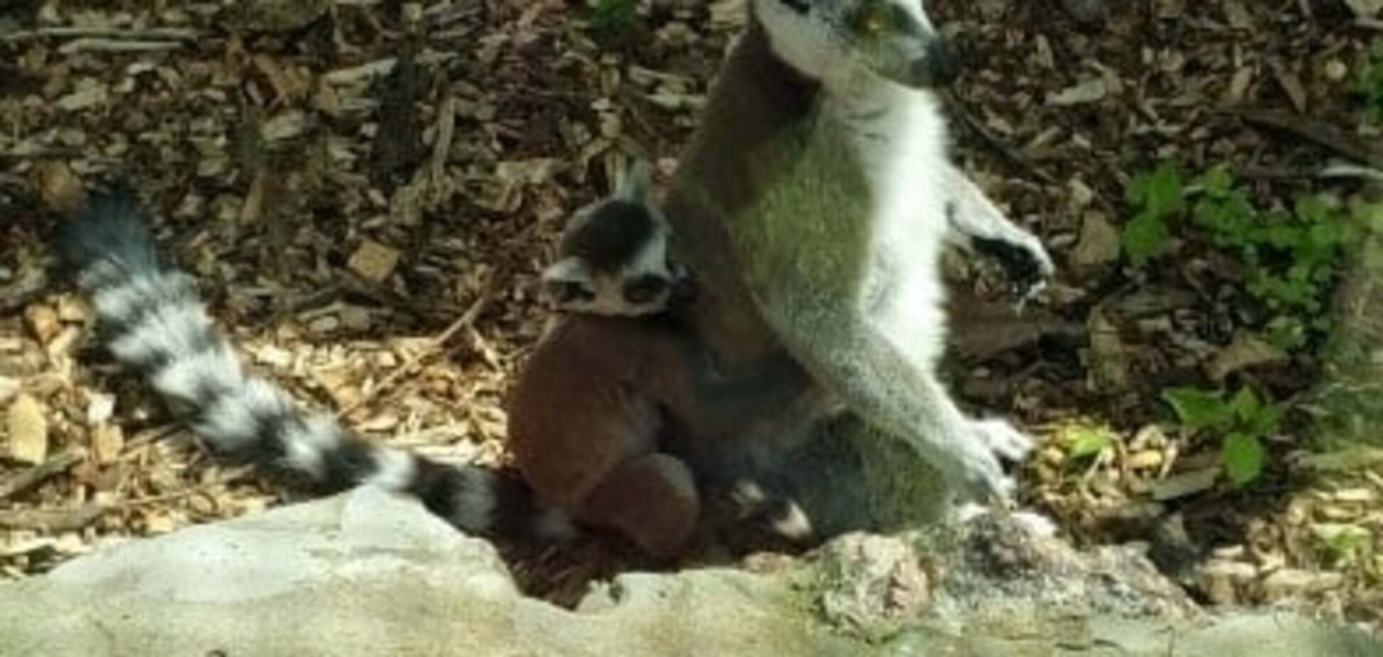 Черкаський зоопарк пограбували