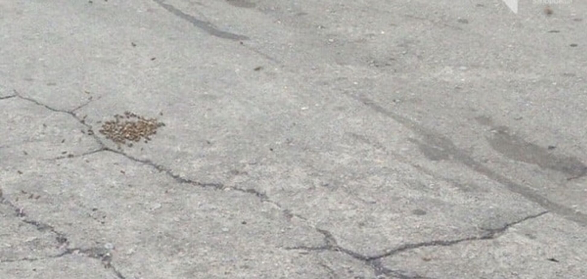 В Запорожье люди испугались пчел и... вызвали полицейских