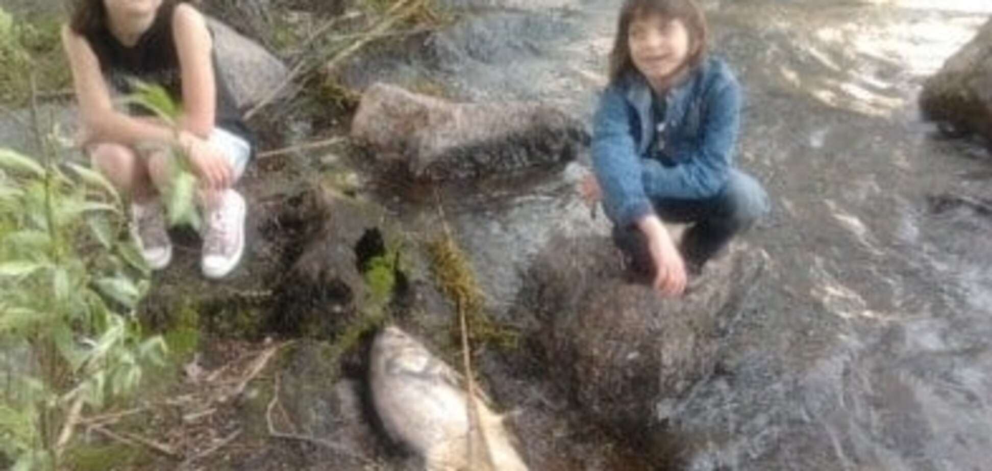 Узбережжя Дніпра в Черкасах встелене дохлою рибою