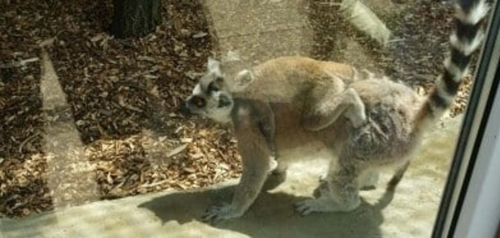 Викрадачі лемурчика з Черкаського зоопарку прирекли його на загибель