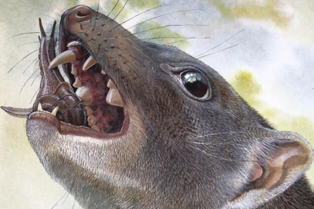 carniovorous marsupial