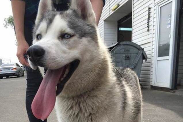 История со счастливым концом: в Киеве пес стер до крови лапы в поисках хозяина