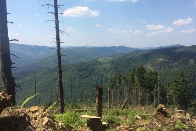 СМИ: нардеп Сольвар зарабатывает миллионы на незаконной вырубке леса