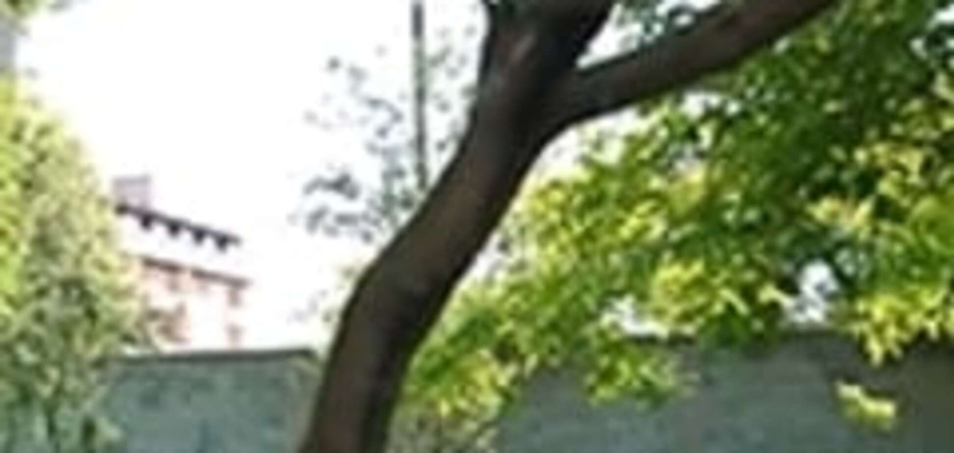 Ужгородці клопочуть про виділення землі під гаражі навіть на пішохідних зонах (ВІДЕО)