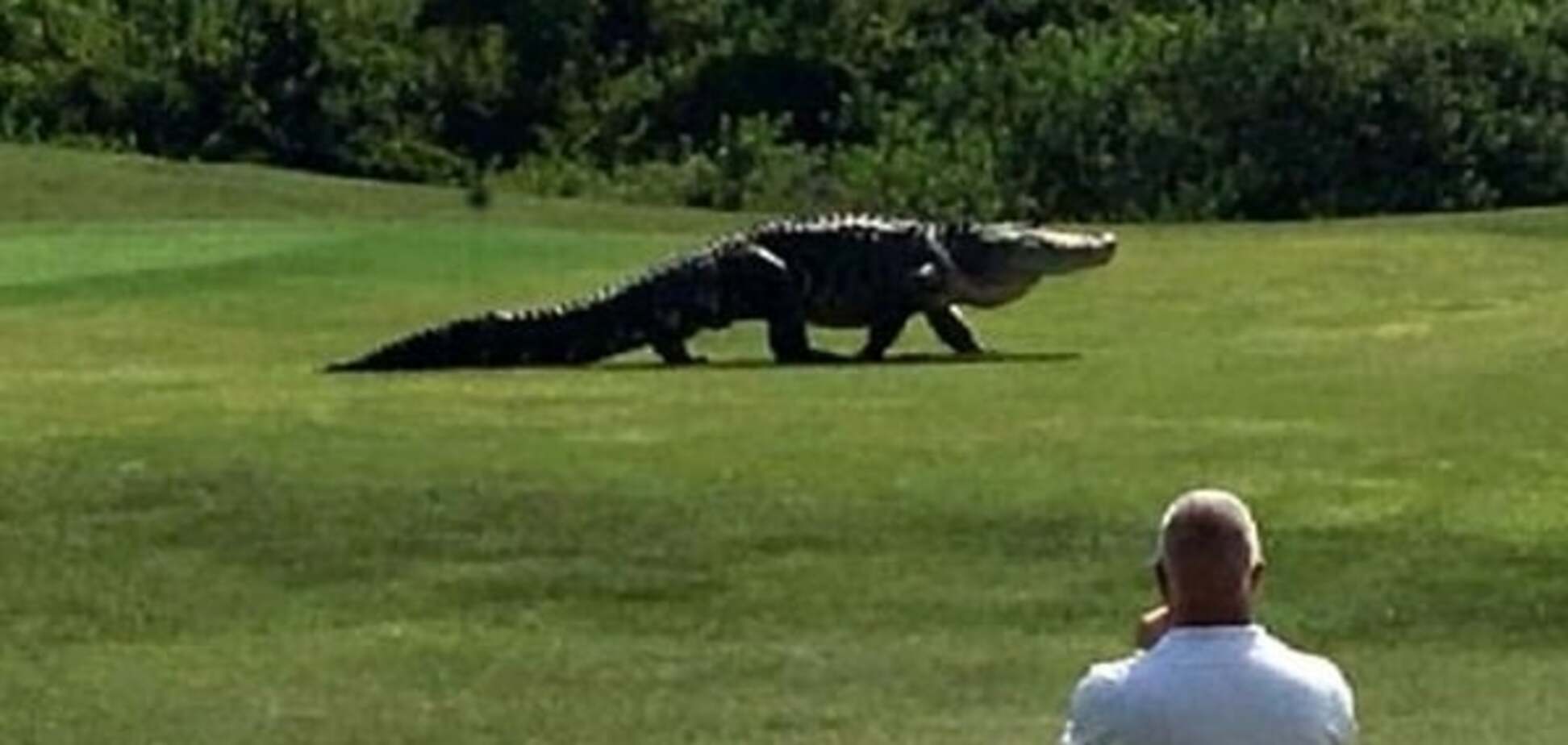 Аллигатор во Флориде