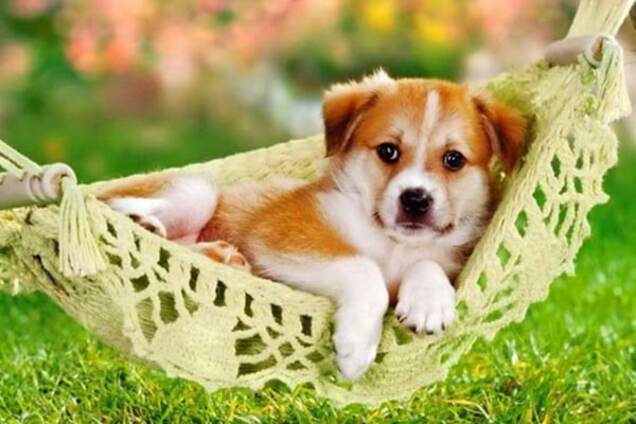 Як будуть відпочивати в Україні в червні: календар вихідних