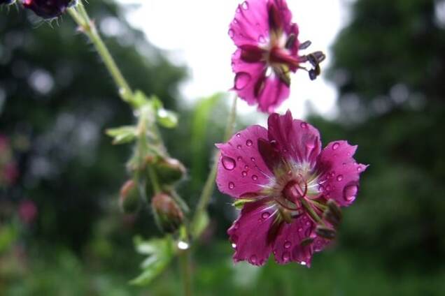 Прогноз на неделю: синоптики рассказали, какой погоды ждать украинцам в мае