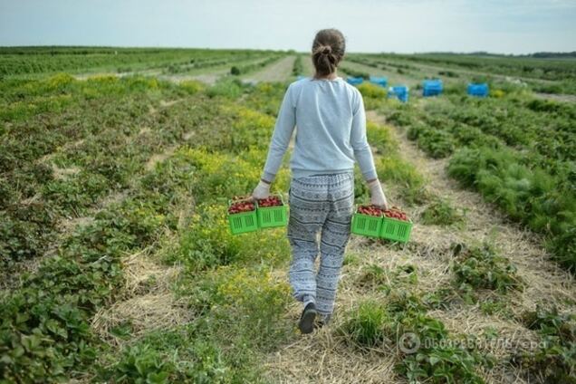 украинцы в Польше