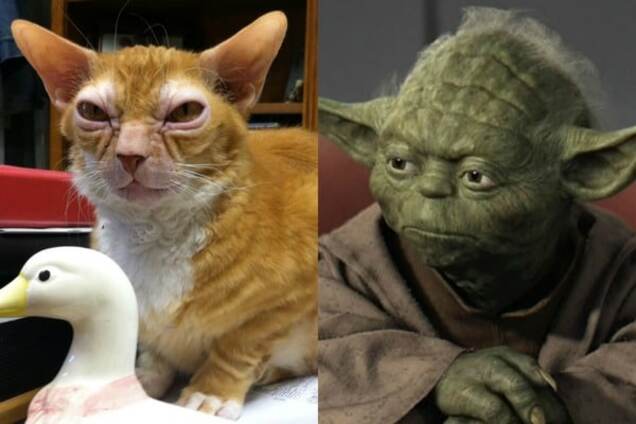 Кот-двойник магистра Йоды