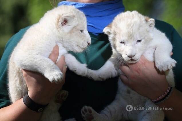 Белые львята