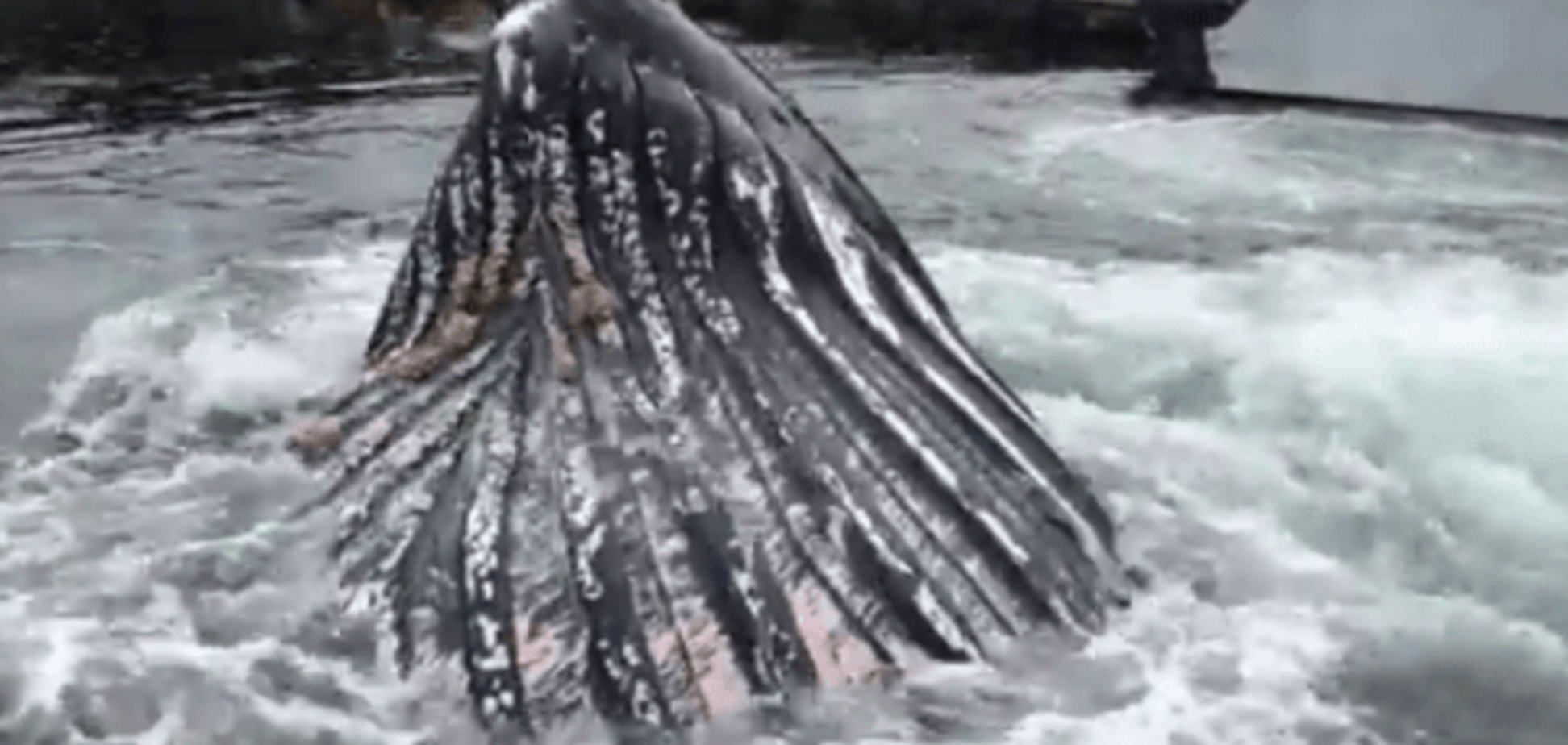 Горбатый кит