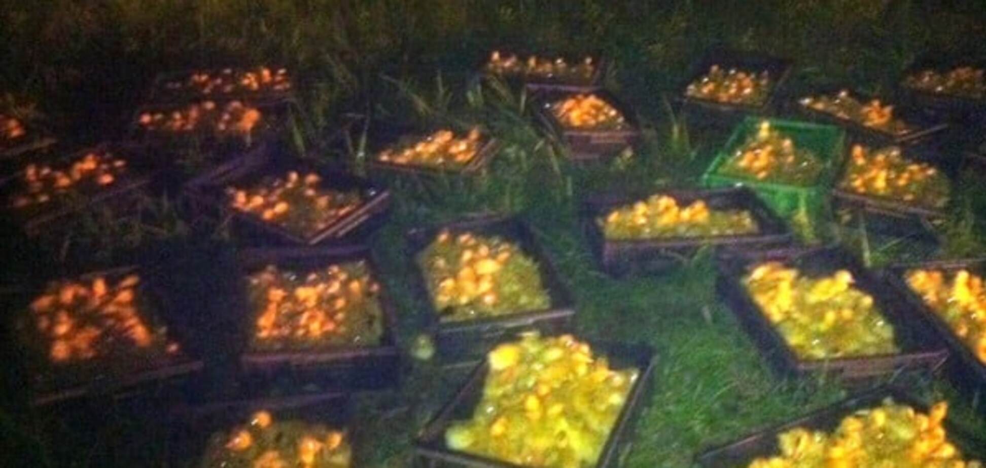 Утята на украинско-российской границе