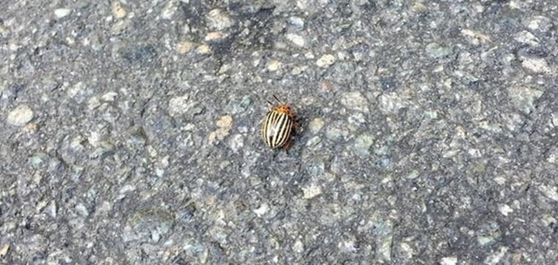 День Победы, 9 мая, киев