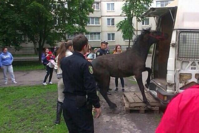 Харьков, полиция, лошадь