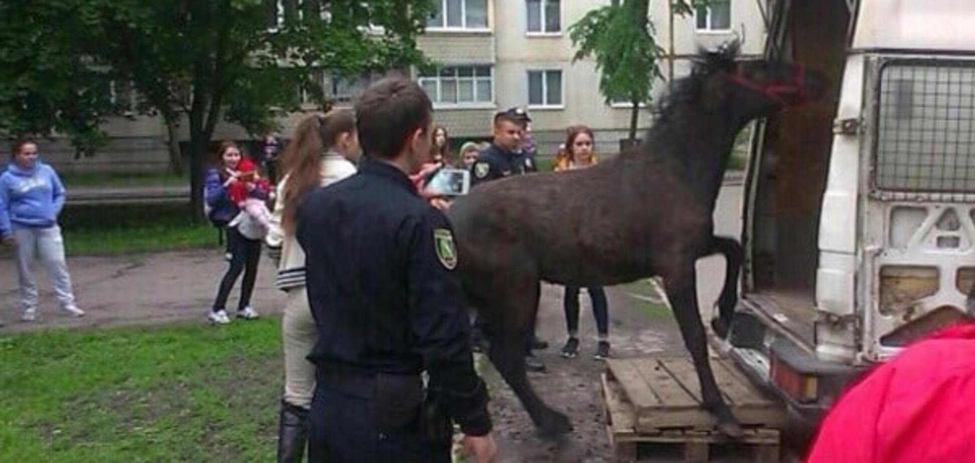 Харьков, полиция, лошадь