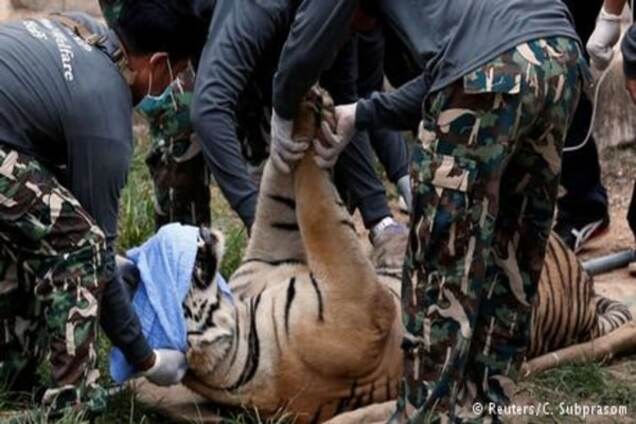 Таїландські храмові тигри: зовсім не милі котики