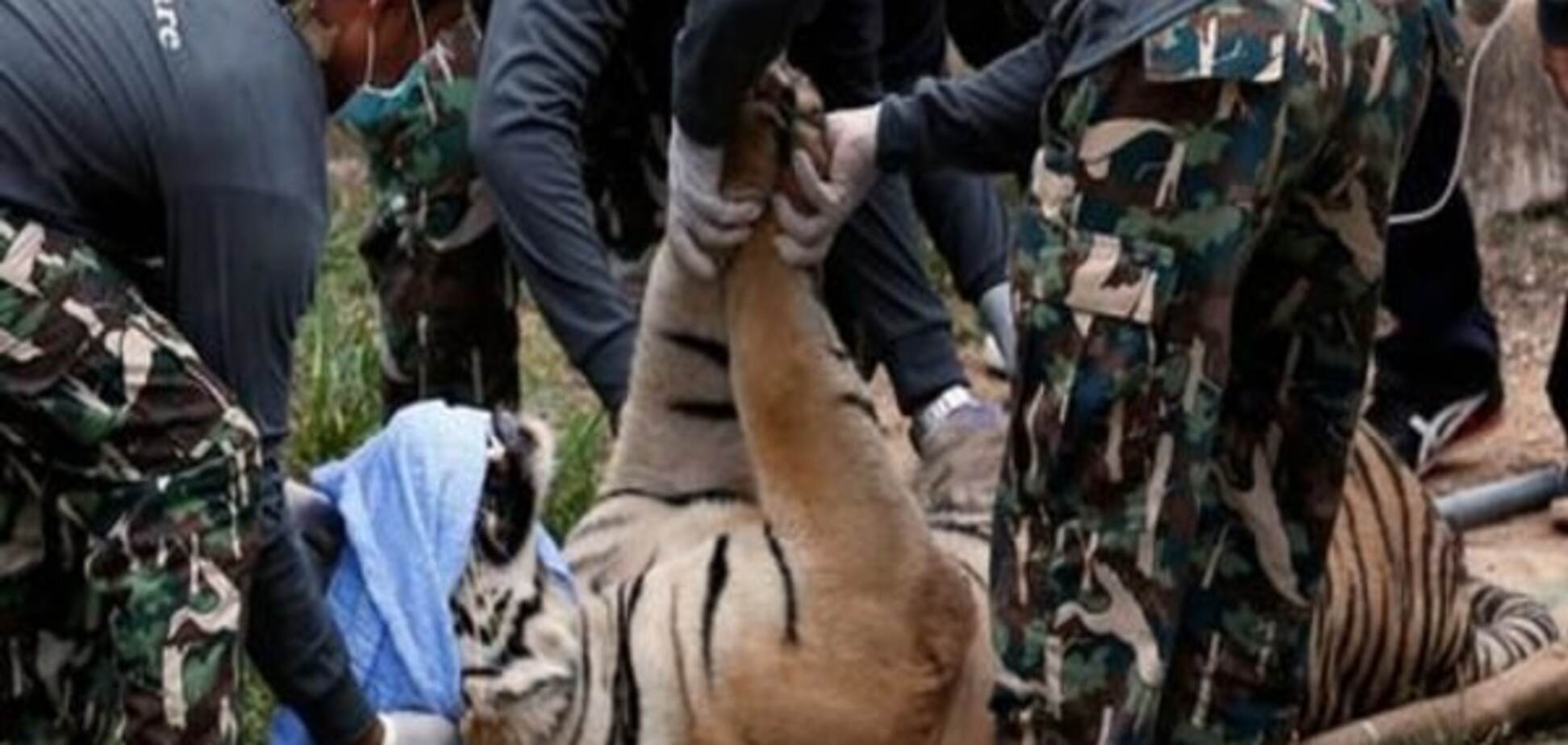 Таїландські храмові тигри: зовсім не милі котики