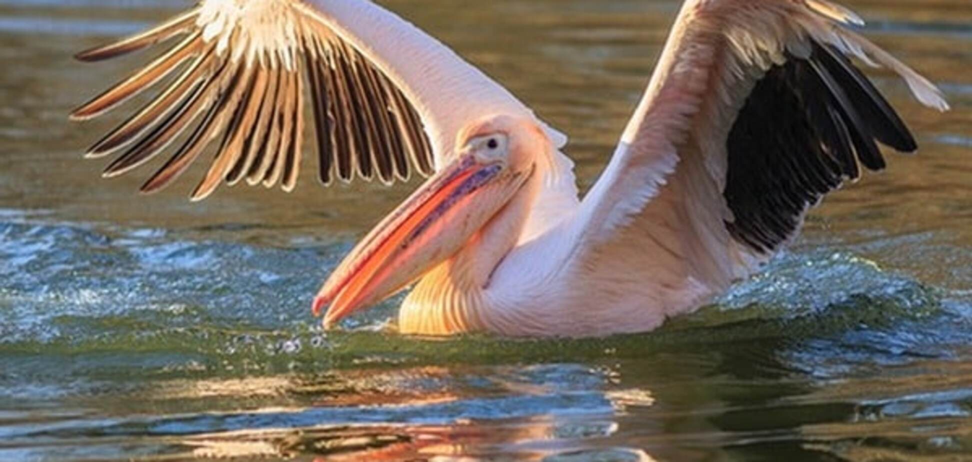 Экзотические гости: на Херсонщие заповедник заполонили розовые пеликаны