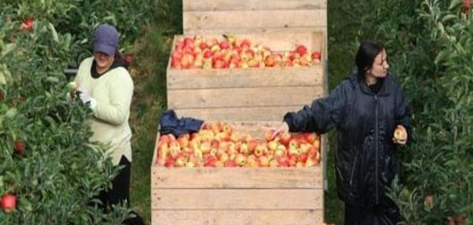 ЄС подовжив підтримку постраждалих від російського ембарго сільгоспвиробників