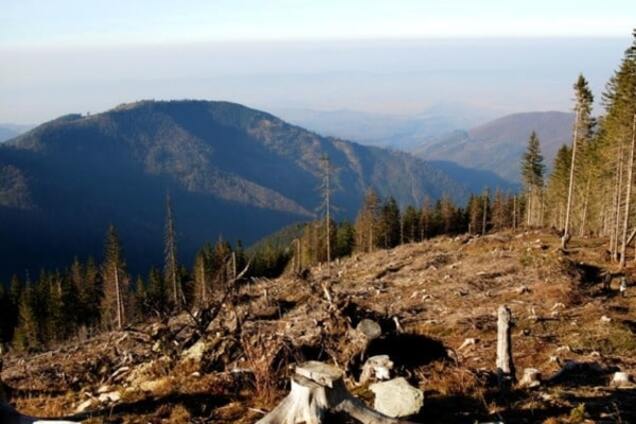 Так уряд ЗА чи ПРОТИ лісової мафії?