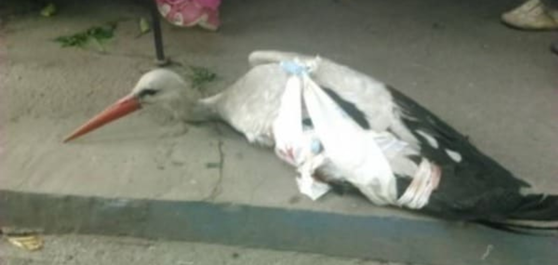 Аисту нужна помощь: в Днепре раненой птице ищут дом. Фото