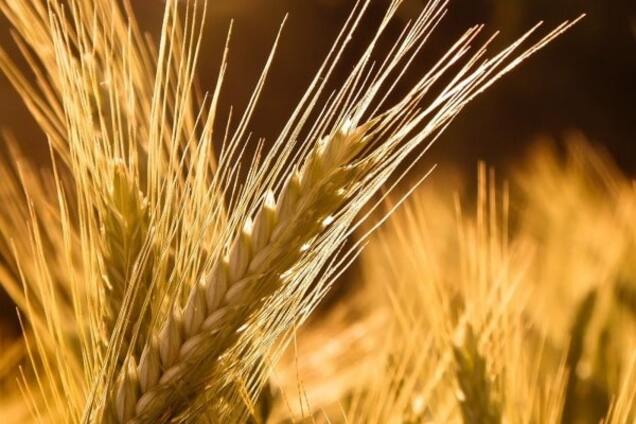 експорт зерна