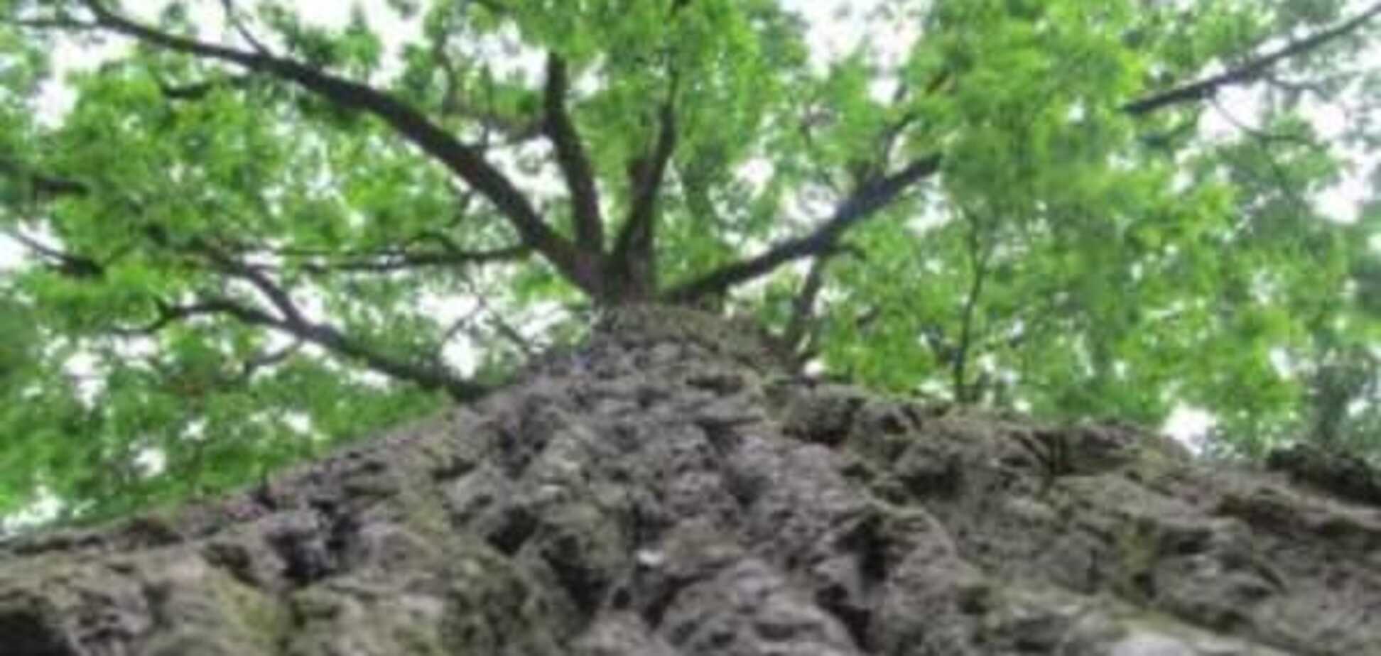 На Волині росте дуб видатного європейського письменника: велетню понад 200 років. Фото